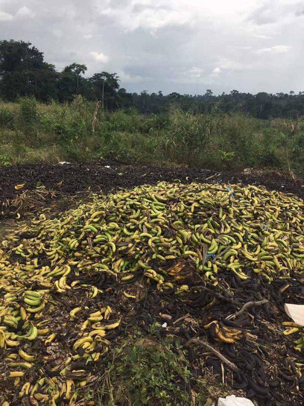 Crop waste bananas